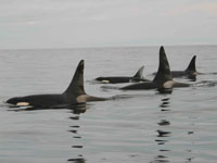 Expanded Habitat Protection Sought for Endangered Orcas on West Coast