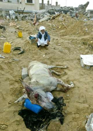 donkey_killed_by_israeli_soldiers.jpg 