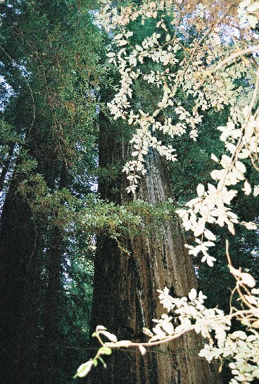 beautiful_redwoods_04-220.jpg 