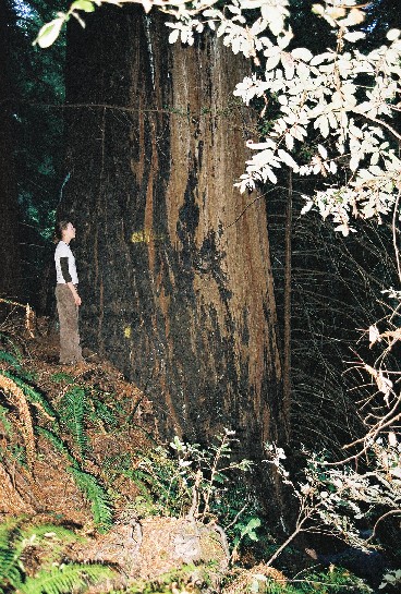 giant_redwood_02.jpg 