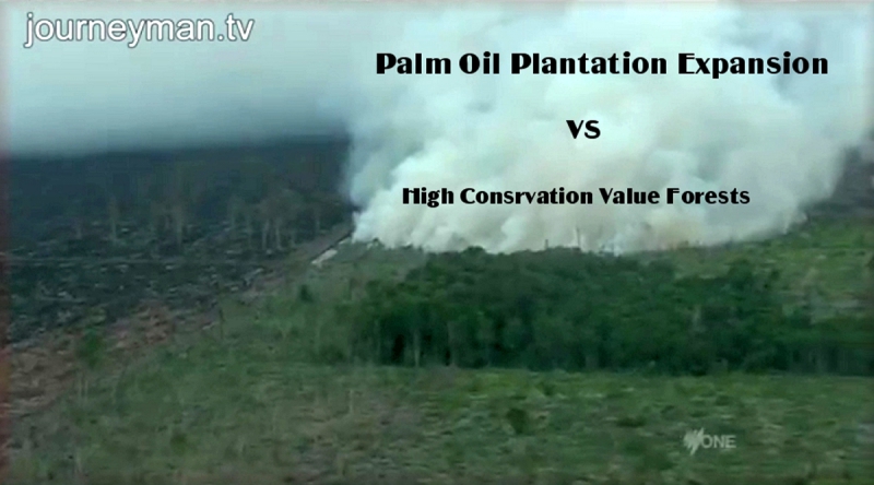 800_plantation_vs_hcv_forest.jpg 