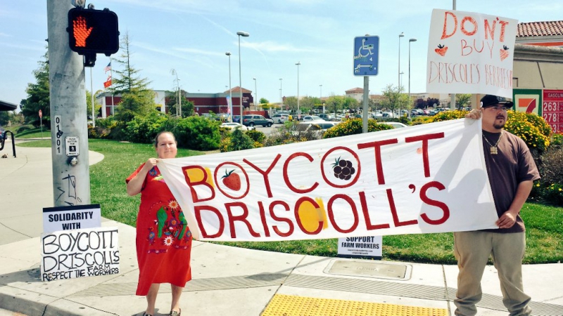 800_boycott-driscolls-watsonville_9_4-2-16.jpg 