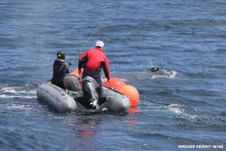800_humpback_california_whale_rescue_moss_landing_1.jpg 