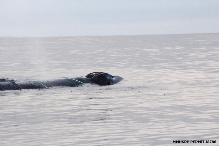 800_humpback_california_whale_rescue_moss_landing_3.jpg 