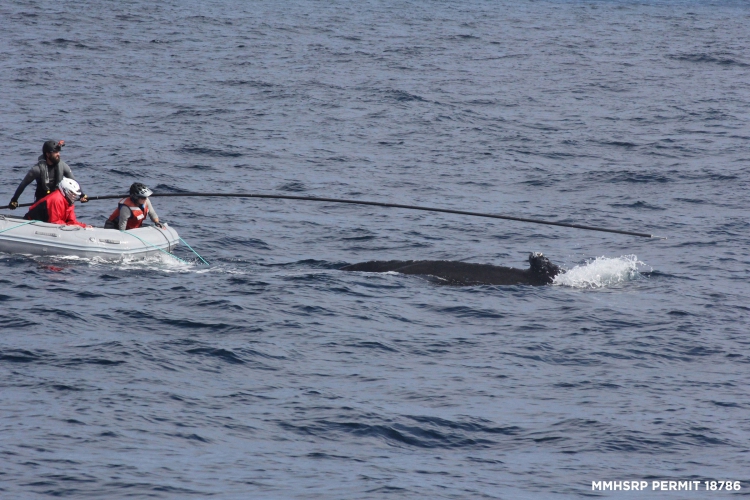 800_humpback_california_whale_rescue_moss_landing_4.jpg 