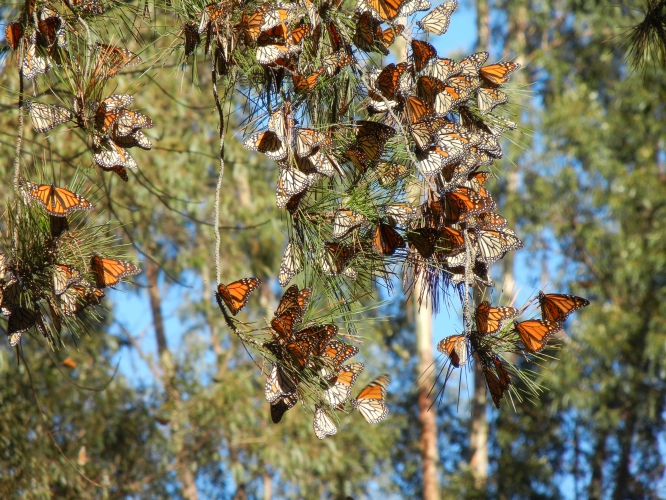 sm_monarch_butterfly_cluster_xercessociety-candacefallon.jpg 