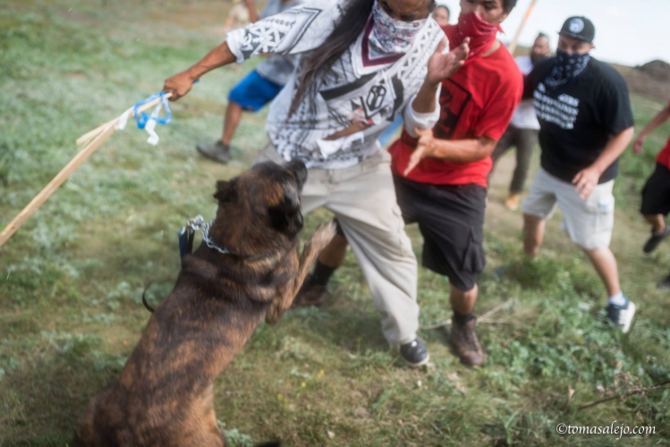 sm_security_dogs_attack_protesters_dakota_access_pipeline.jpg 