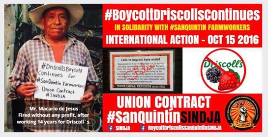 boycott_driscolls_continues_international_action_october_15_2016_1.jpg 