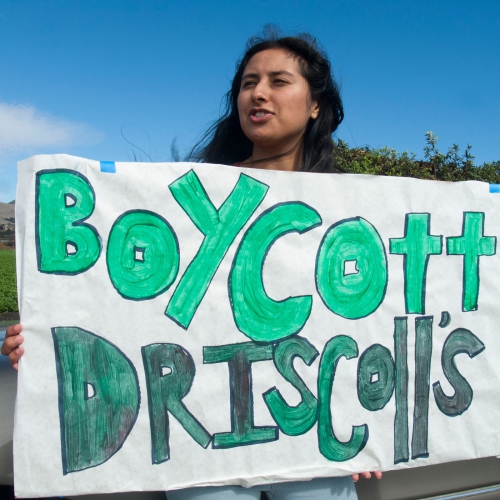 sm_boycott-driscolls_12_10-15-16.jpg 