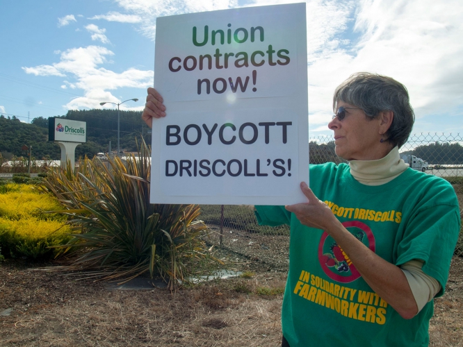 sm_boycott-driscolls_1_10-15-16.jpg 