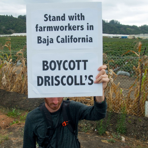 sm_boycott-driscolls_36_10-15-16.jpg 