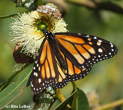 monarch_butterfly_santa_cruz_photo_by_rita_leroy.jpg 
