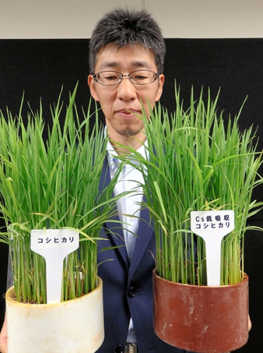 sm_japan_contaminated_rice.jpg 
