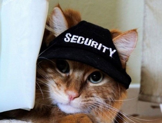 security-cat.jpg 