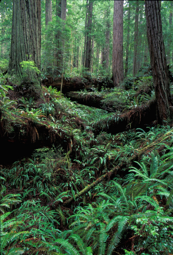 sm_headwaters_forest_reserve.jpg 