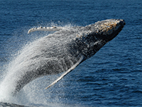 Whales and Sea Turtles Win One: No Driftnet Expansion in California
