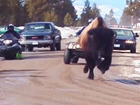 Lawsuit Filed in Response to Yellowstone Wild Bison Capture