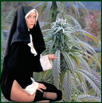 nun_cannabis_28kb.jpg